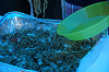 camp30 (247)_thumb.png